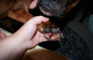 Симптомы и лечение болезней лап и суставов у собак Заболевание лап у собак симптомы и лечение