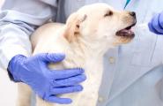 Когда и чем проводить дегельминтизацию щенков и взрослых собак?