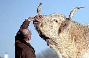 Самые большие коровы в мире: породы, описание, фото Самые красивые быки