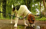 Почему собака много пьет воды: симтоматика и лечение