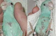 Болезни кур несушек и их лечение: фото, причины, симптомы, лечение Что такое клоака у птиц