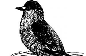 Врановые птицы: описание, фото, рацион питания, характеристики и особенности видов Дружные сообщества врановых