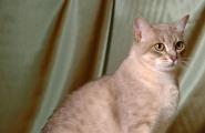 Все породы котов: описание и характер