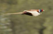 Обыкновенный фазан: описание породы, размножение и питание Половое поведение и птенцы