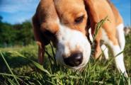 Собака ест траву: «зачем» и «почему», которые волнуют хозяев