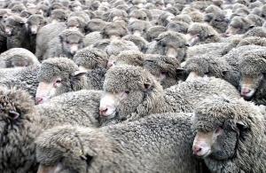 Тонкорунные овцы породы Меринос: разведение и характеристики продуктивности