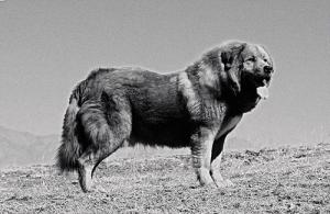 Порода тибетский мастиф: описание и фото собаки Мастиф взрослый