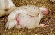 Пастереллёз у кур: симптомы и лечение Чем лечить пастереллез у кур