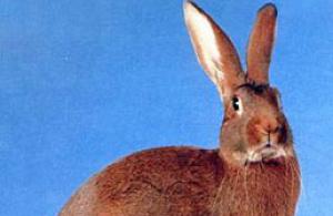 Бельгийский кролик великан: продуктивность и перспективы разведения